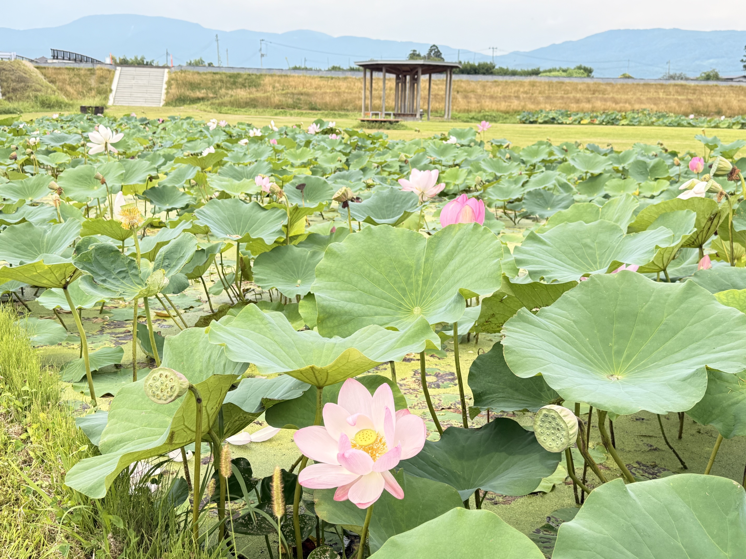 国見町（福島県）の現地取材写真（2）