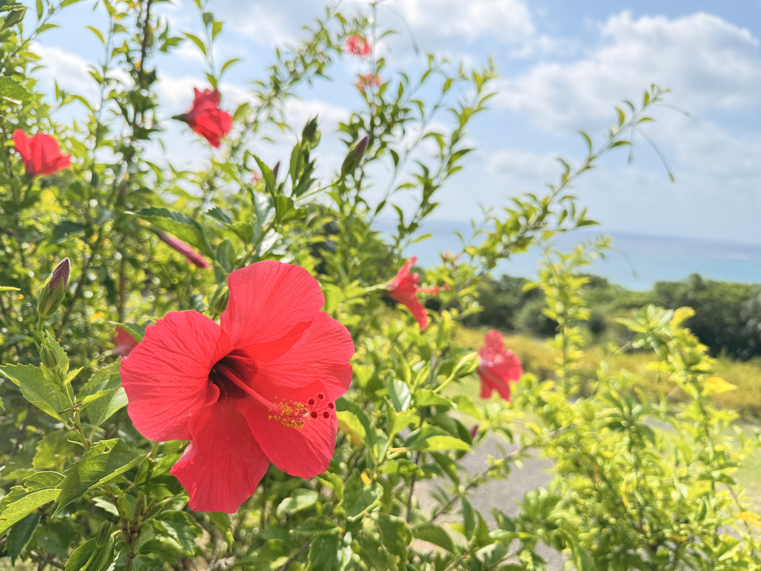 石垣市（沖縄県）の現地取材写真